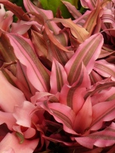 Giant Pink Earth Star, Cryptanthus, Cryptanthus bromelioides 'Giant Pink'